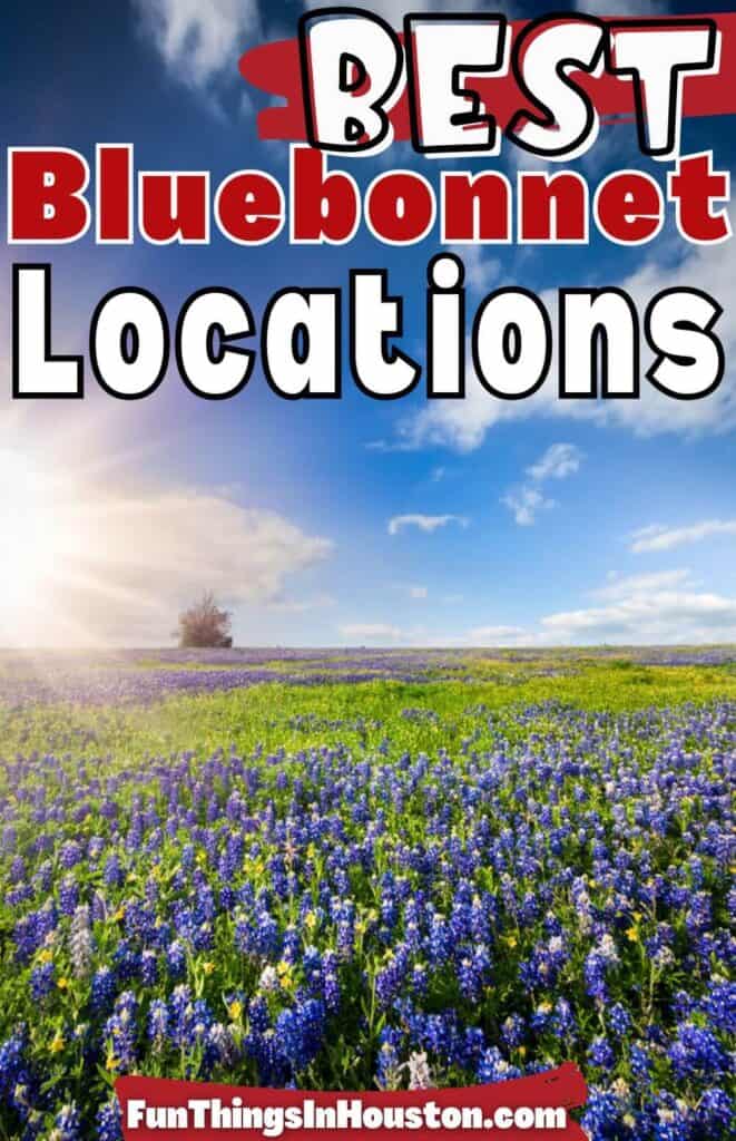 The Ten Best Places To See Bluebonnets In Texas Funthingsinhouston Com   Bluebonnets In Texas 1 661x1024 